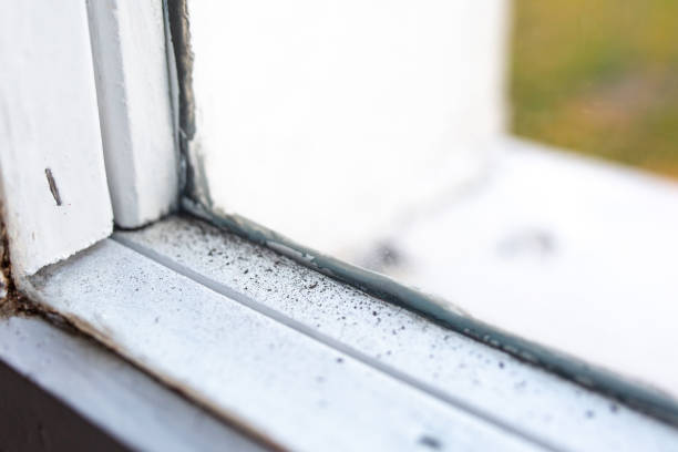 Trusted Blossburg, PA Mold Removal Experts