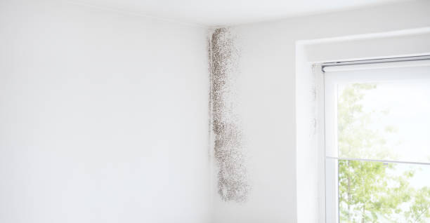 Best Mold Removal for HVAC Installations  in Blossburg, PA