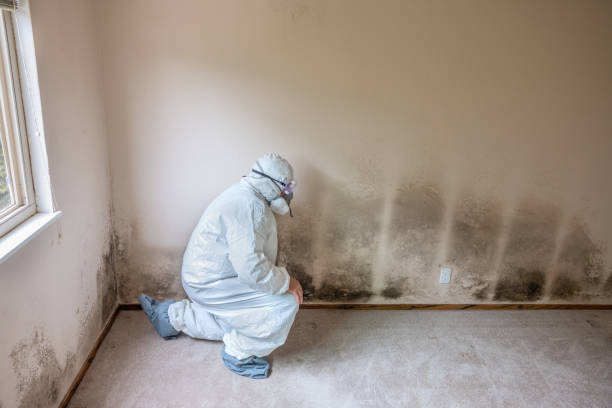 Best Mold Prevention Services  in Blossburg, PA