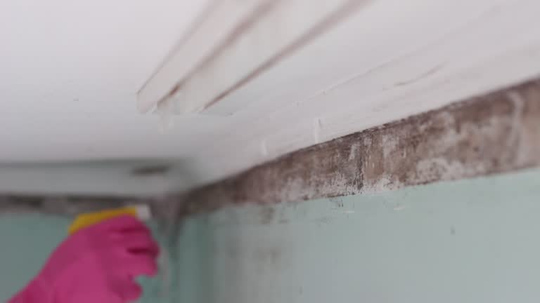 Best Mold Odor Removal Services  in Blossburg, PA